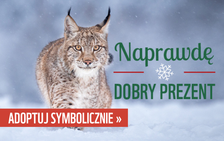 Baner przedstawia rysia w śnieżnej scenerii. Obok rysia widoczny jest zielony napis: naprawdę dobry prezent. W lewym dolnym rogu widnieje zachęta: adoptuj symbolicznie!