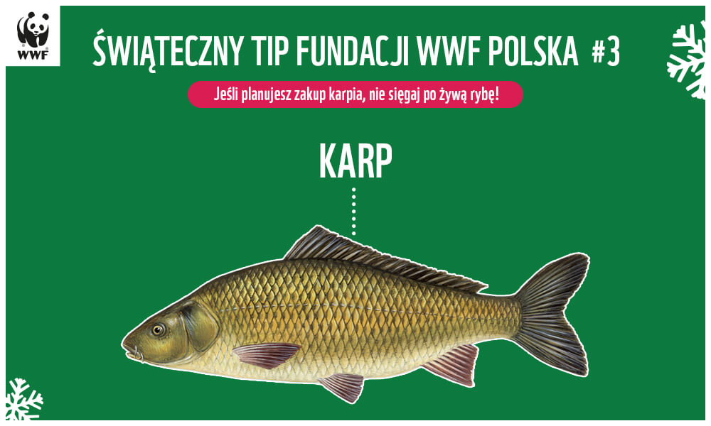 Jeśli planujesz zakup karpia, nie sięgaj po żywą rybę