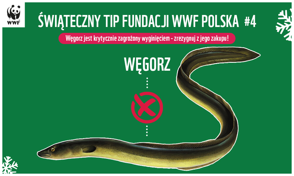 Węgorz jest krytycznie zagrożony wyginięciem - zrezygnuj z jego zakupu