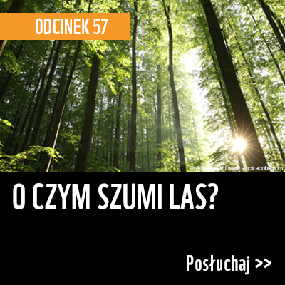 O czym szumi las? Podcast Naturalnie z WWF, odcinek 57