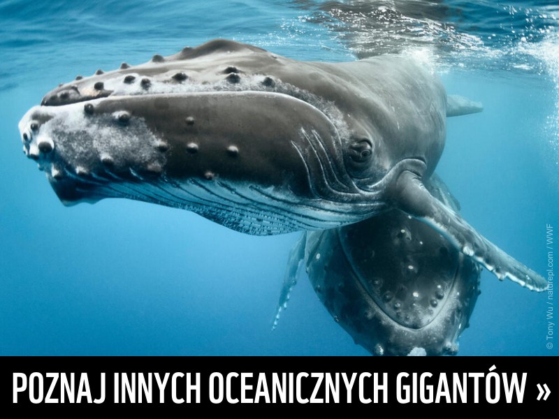 poznaj innych oceanicznych gigantów