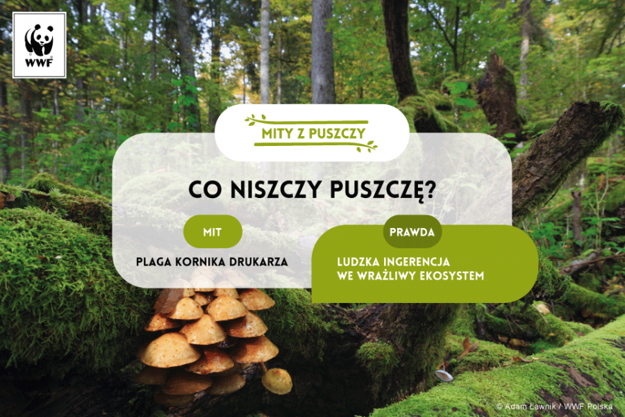 Puszcza Białowieska | WWF Polska